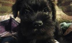 7&nbsp;AKC Miniature Schnauzer puppies&nbsp;
2 females black and silver
3 females black
2 males black
Come with Akc papers and 1st shots and food, toys&nbsp;and tails and dewclaws are remore. can see&nbsp;the pedigree of the Mother and the Father. call