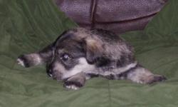 AKC Miniature Schnauzer Puppys
Salt & pepper
born 5-3-2011 ready to go at 8-weeks, on 6-28-2011
4 males
1 female
stbrownsville@yahoo.com