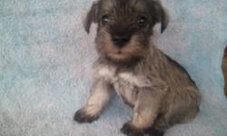 Akc Miniature schnauzers will be ready for a new home by Aug 8th! All puppies are current on vaccinations, dewormed, tails docked, and dew claws removed. I have two black females, one salt-and-pepper female, and three black males.