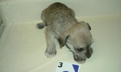 I have 1 male and 4 female puppies left. They will be ready August 8, 2011. I have the mother and father on premises. Very adorable.