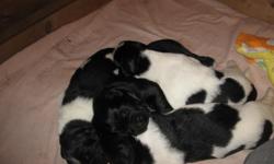 Beautiful Newfoundland puppies 1 male black , 1 male lanseer , 1 female lanseer all beautiful and all developing their personalities.. call or email for pictures.. mother and father on premises.. father is landseer and mother is black..6 weeks old