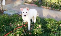 Beautiful pure white German Shepherd female puppy still available. Smart, trainable, playful, and protective traits in her parents and the breed. Please call 559-240-6832 for more information.