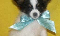 Beautiful Papillon Male all ready to go . He has a greats little personality just a little love This is a great toy breed very nice dogs . These puppies will range from 5-7 lb at adulthood . All of my puppies come with a 2 year health guarantee . They are