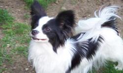 AKC Papillon puppies, Beautiful, sweet and very intelligent toy breed. Will mature to 5-10 pounds. Very adaptable breed no matter what your lifestyle. Check out my website at www.abreedapart.info