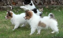AKC Papillon puppies for sale. Raised in the home with young kids. Pups with outstanding markings and personality PLUS! Sire is Agility Champion and National Finalist! See website for video http://sites.google.com/site/ourlittlepapillons or call
