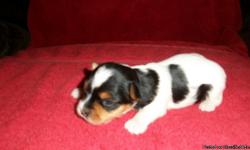 My Name is Debbie Jackson from South Bend, IN. and I have been raising and breeding Yorkies since 1985. I had a new litter born on 09-12-12 of three females and two males. Will be small, birth weight ranges from 2.03 oz. to 3.04 oz. Both parents came from