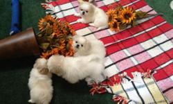 Description: DOB: 6-30-2012
2 Males/2 Females
Colors:Tan/White
Vet Checked., Id., Wormed. Vaccinations are up to date. SIRE and DAM are in the home. All pups have been treated with FRONTLINE. Pad trained/Puppies are also trained for out doors. Child