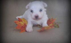 This is a very tiny little male Maltese puppy.. He has a nice soft silky hair coat.. His adult weight will be 4 to 6 lbs as adult. Both of his parents are nice , small and sturdy. They meet the AKC standards .. With over 60 champions in their 5 generation