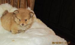 Paul is the sable, Timmothy is the solid white
will be very small tcups, about 4lbs, mom is 4lbs
dad is 5lbs, they will be 8wks, ready for the forever homes
please call 270-668-1228