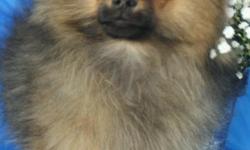AKC Toy Pomeranian male puppy for sale. Three months of age and ready for a loving home. Extremely well socialized and gets along with children and cats. This little boy just recently made it to the best in show at a AKC sanction puppy match at Lebanon,