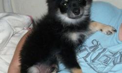 I have 2 pomeranian puppies for sale. I have 2 black males left, Shadow is $75.00 and Sparky is $150.00.