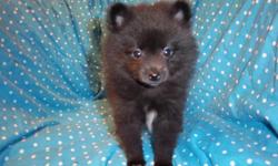 2 Female Tiny Pomeranian Puppies with Full AKC Registration. Will be 5lbs or less&nbsp;full grown, sold with 1st shots, dewormed, health guarantee,&nbsp;and puppy care package. Bonr on Sep 10th 2012.&nbsp; Baby Coco is Chocolate with white paws and
