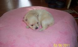 We have 3 pomeranian puppies with Champion bloodlines. 2 females and 1 male. The girls are on pink and the boy is on blue. They will be ready to go to their new home around April 15th, right before Spring vacation. I am taking $100.00 deposit on your