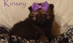 We have 4 AKC Pomeranian Puppies for sale. There are 4 Females charting to weigh around 3 to 4lbs at full grown. They come with Full Registration, current on her shots, and a Puppy contract. We are now accepting Deposits of $200 to hold your puppy. They