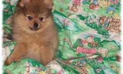 We have 1 male AKC Pomeranian puppy available. He has A Very Thick Double Coat of Beautiful Cream Sable and comes from Champion Bloodlines. He will be around 5 pounds full grown. He has a teddy bear face with a short nose..and eyes that are shaped like