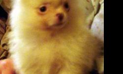 Born December 7, 2010 AKC Registered Family raised in a loving home. She Loves to cuddle and play. Snowflake is white, with chocolate ears. She will be very small, should weigh between 3 & 4 lbs at maturity. Dad and mom both Tri- Parti Pomeranians. Dad 5