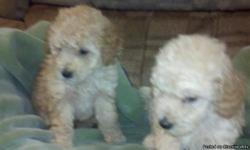 I have 2 puppies left ready for home
1 apricot boy
1 apricot girl
Call me (336)971-5353
Dad is the #5 miniature poodle in the nation in 2010
Puppies are ready for new home
See my website at
(webbsminiaturepoodle.yolasite.com)