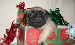 3 beautiful pug puppies, will be 6 weeks old on Jan. 4th. Will have 1st shots & be vet checked. We own both parents & the puppies are raised in our home! 2 fawn males and 1 black female with a small white chest blaze.