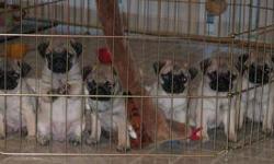 A lifetime of love...
We have beautiful fawn female pugs.
They are quality AKC registered, Champion line on sire's side
They were born on March 11, 2011. They are beautiful, completely socialized and playful.
They have their first shots and dew claws have