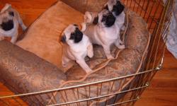 AKC FAWN Pug Puppies- Females Champion sired for Show/Pet.
Shots, dew claws, AKC registration and microchipped. Ready to go.
Pets $800 Show $2000/nego
