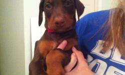 Gorgeous Akc Red Doberman Pinscher puppies. They are 8 weeks old and tails docked and dewclaws removed. They are also up to date with vaccines and have health certificates. They need their forever homes!