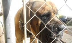 currently a own a beautiful english mastiff dog,he comes from very good bloodlines and temperament,very good with other dogs and family,red in color,his age is about 3 years.if interested call me at for more info.very negotiable,could be pick of the
