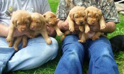 AKC RED LAB PUPPIES ONLY 2 MALES LEFT, DEW CLAWS REMOVED, WORMED, FIRST SHOTS, VET CHECKED. CHAMPION BLOODLINES. READY JUNE 14. DEPOSIT WILL HOLD.