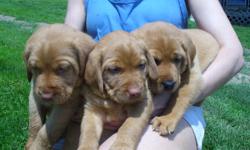 AKC RED LAB PUPPIES. 2 MALES LEFT. DEW CLAWS REMOVED, VET CHECKED, WORMED, SHOTS. CHAMPION BLOODLINES. READY JUNE 14. DEPOSIT WILL HOLD.
