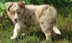 AKC Red Merle Tri border collie puppy available. Born in the beginning of June and ready to go. Raised indoors and underfoot from day 1. Has been raised with our children and other dogs from day 1. Sire is an import from Australia and dam is Australian