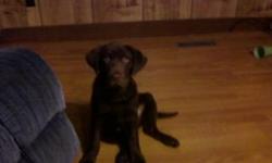 AKC registered 3 month old chocolate lab puppy for sale. Born January 20, 2011. Asking $350.00. If interested call (606) 315-6169.