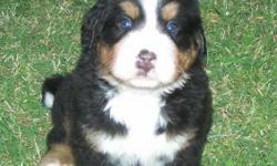 AKC full Reg Bernese Mountain Dogs puppies for sale. Born 11/20/10 ready for new homes 12/31/10. Available now is 2 males 5 females. We are not a ?Kennel? or full time canine breeder, our dogs: Rider (the sire) and Lilly (the dam) are members of our
