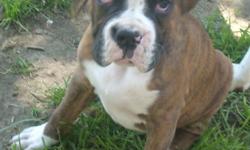 I have two AKC reg. boxer puppies for sale, they are ten weeks old, and had two sets of shots, and wormed. I am asking $450.00 each for them. The brindle and white one is a male. The all white one is the female. No the white one is not death or blind, and