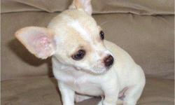 Akc reg chihuahua puppies. 1 female n 2 males. will be utd on vac n wormings, also health guaranteed for 1 yr. Already pre spoiled they are socialzed by my children n me and they are also introduced to the puppy pads.