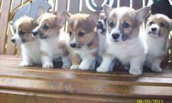 FOR SALE AKC REG PEMBROKE WELSH CORGI PUPPIES 3 MALES AND 1 FEMALE VET CHECKED SHOTS AND WORMED TAILS AND DEW CLAWS DONE 12 WEEKS OLD READY TO GO NOW CALL 814-495-9613 THANK YOU