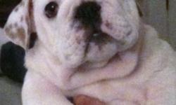 Link is a 12 week old English bulldog puppy. He has had 3 sets of shots and 3 wormings. He is well socialized and great with people and animals. He is working on house breaking and kennel training. He is a great puppy. His mother is 55 lbs and his dad is