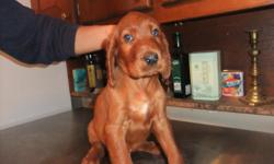 Ready for new owners! AKC Irish Setter pups mahogany, Field, Show, or pet. 1 Male & 2 Females
$375 for pet and $600 for AKC breeding rights. 404-405-9437