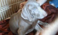 A. K. C. reg. Weimaraners,1 female Coat is silver-gray.Tail docked and dew claws removed.Very playful and loving. she has blue eyes. Priced to sell. Ready for her new home and her new family. I have been crate training the puppies for a while now, but now