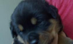 AKC REGISTERD ROTTWEILER PUPPIES 2 FEMALES LEFT DEW CLAWED,TALES DOCKED.FIRST SHOTS ,DEWORMED,READY NOW (316)761-1977