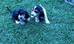 AKC registered basset hound pups for sale. Black, white and small amount of brown. Father is Black and white. Mother is brown and white with little black. Will be 6 weeks old on July 30th.