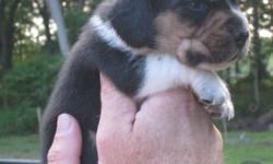 AKC registered beagle pups for sale. $400 each. Parents on premise. Deposit required to hold a pup. AKC papers provided upon final sale. Call Chris with any questions (732) 546-0995.