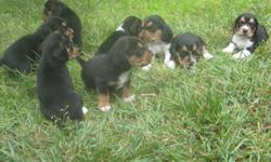 AKC registered beagle pups for sale. $400 each. Parents on premise. Deposit required to hold a pup. AKC papers provided at final sale. Call Chris with any questions (732) 546-0995.