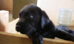 Born 05-11-11. $300. Male, Weaned and ready to go! First shots, and dewormed. Mom black, Dad yellow. Beautiful Pup! Serious Inquiries only please. Call or Text 210-990-5919 or 210-707-8246, (I seldom check emails).