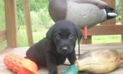 AKC reg black lab puppies. Both parents have excellent bloodlines and papers. My husband has run our male in hunt tests and also he is his duck hunting dog. These dogs will make excellent pets or are perfect for hunting! Please feel free to contact me for