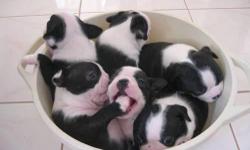 AKC registered Boston Terrier puppies, first shots & wormed. 4 boys 1 girl born 4-21-2011