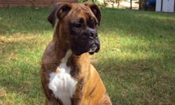 Fawn Brindle boxer available for stud service. He has champion lineage that will show up in the puppies pedigrees. With every stud service I provide: copy of stud dog's 4 generation pedigree, stud contract, free advertising of the litter on my website and