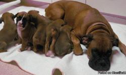 Beautiful AKC Registered boxer puppies born on August 16, 2011. 5 males and 3 females available. All puppies are fawn with partial or full black masks. 2 "flashy fawn" males, 1 "flashy fawn" female. Puppies have had their tails docked and dewclaws