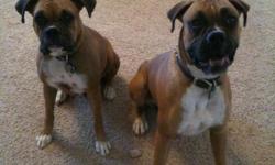 I have 8 beautiful boxer puppies going fast.
born December 20,2010 ready to go to their new home now!!!
2 females for $600 each, and 2 males left for $500 each.
All with papers, dew claws and tails clipped.
received first shots monday 2-7-11
Mom and dad