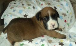 AKC Registered Boxer Puppies. They will be ready in 3 weeks. The are Fawn with black mask and white markings. Tails are docked and dew claws removed. Taking deposits now. If interested contact me at (270)784-9231. I can email pictures if requested.