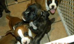 Beautiful AKC Registered boxer puppy ready for your home now. Tails and dewclaws removed, vet checked and first shots. Parents on premises. Going quick .. Call 508-287-5224 Danielle.