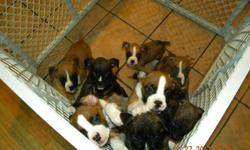 Beautiful AKC Registered boxer puppies ready for your home . Tails and dewclaws removed, vet checked and first shots. Parents on premises. Going quick I have a Brindle Male. Call 508-287-5224